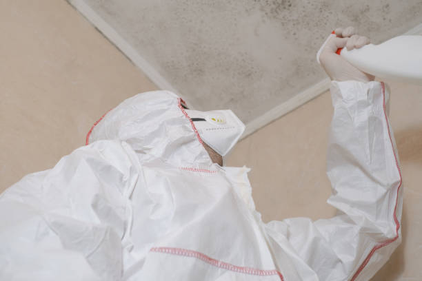 Best Residential Mold Remediation in Clarksville, IA